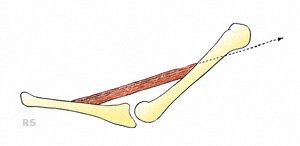 Muskelzug und Muskel in einer Ebene