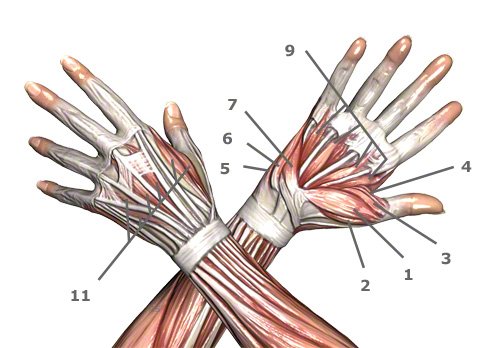 Handmuskulatur: Handmuskeln des Menschen