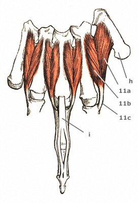 Musculi interossei palmares beugeseitig