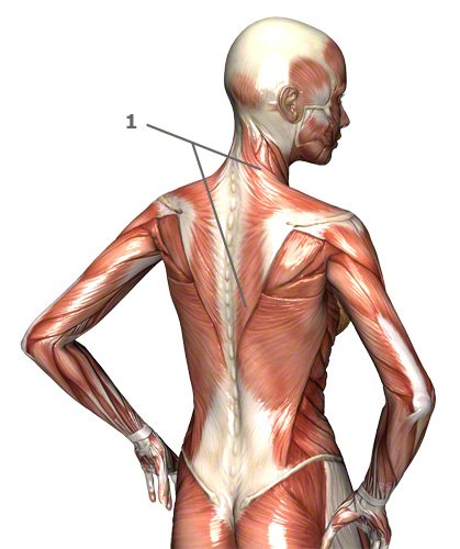 Muskeln am Schultergrürtel: Musculus Trapezius