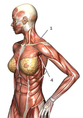 Schultergürtelmuskulatur des Menschen