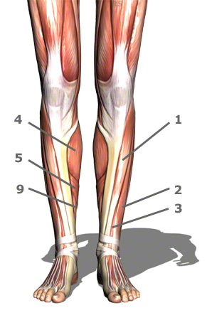 vordere Unterschenkelmuskulatur