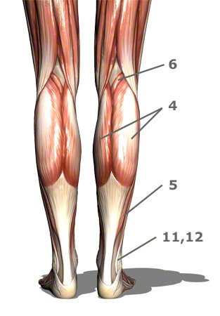 hintere Unterschenkelmuskulatur